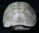 Superb Fossil Tortoise (Stylemys) - South Dakota #31516-7